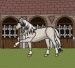 Light horse dressup