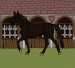 Black horse dressup