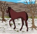 PONY DUH